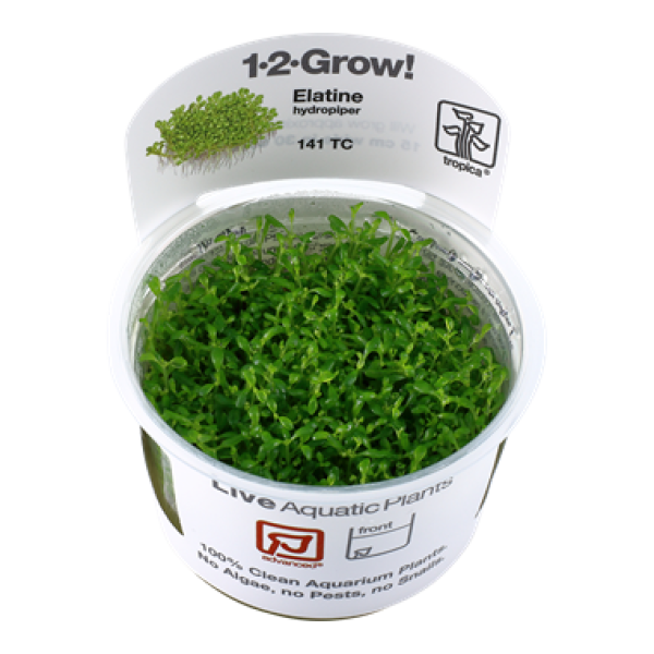 Elatine hydropiper/ Wasserpfeffer 1-2-Grow!